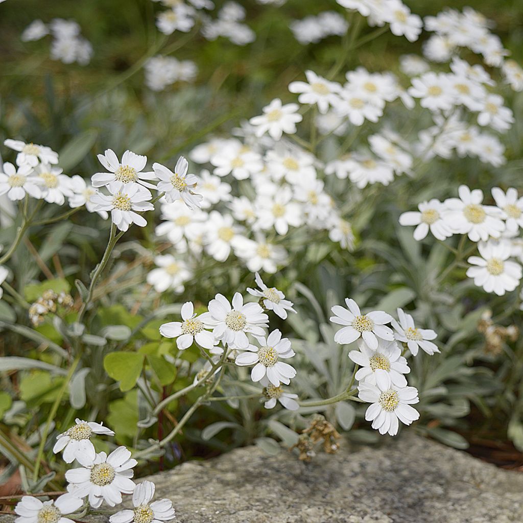 Achillea ageratifolia - Achillée à feuilles d'agérate