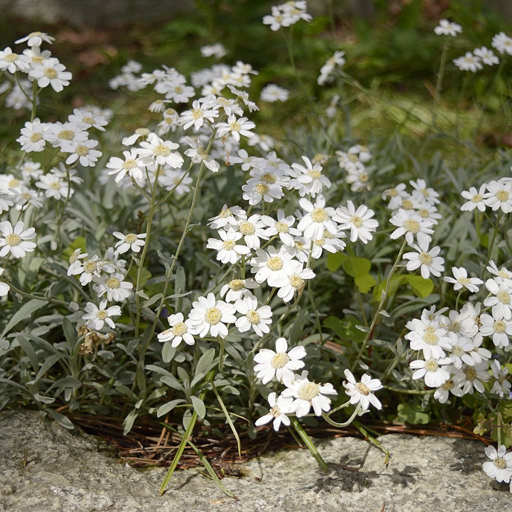 Achillea ageratifolia - Achillée à feuilles d'agérate