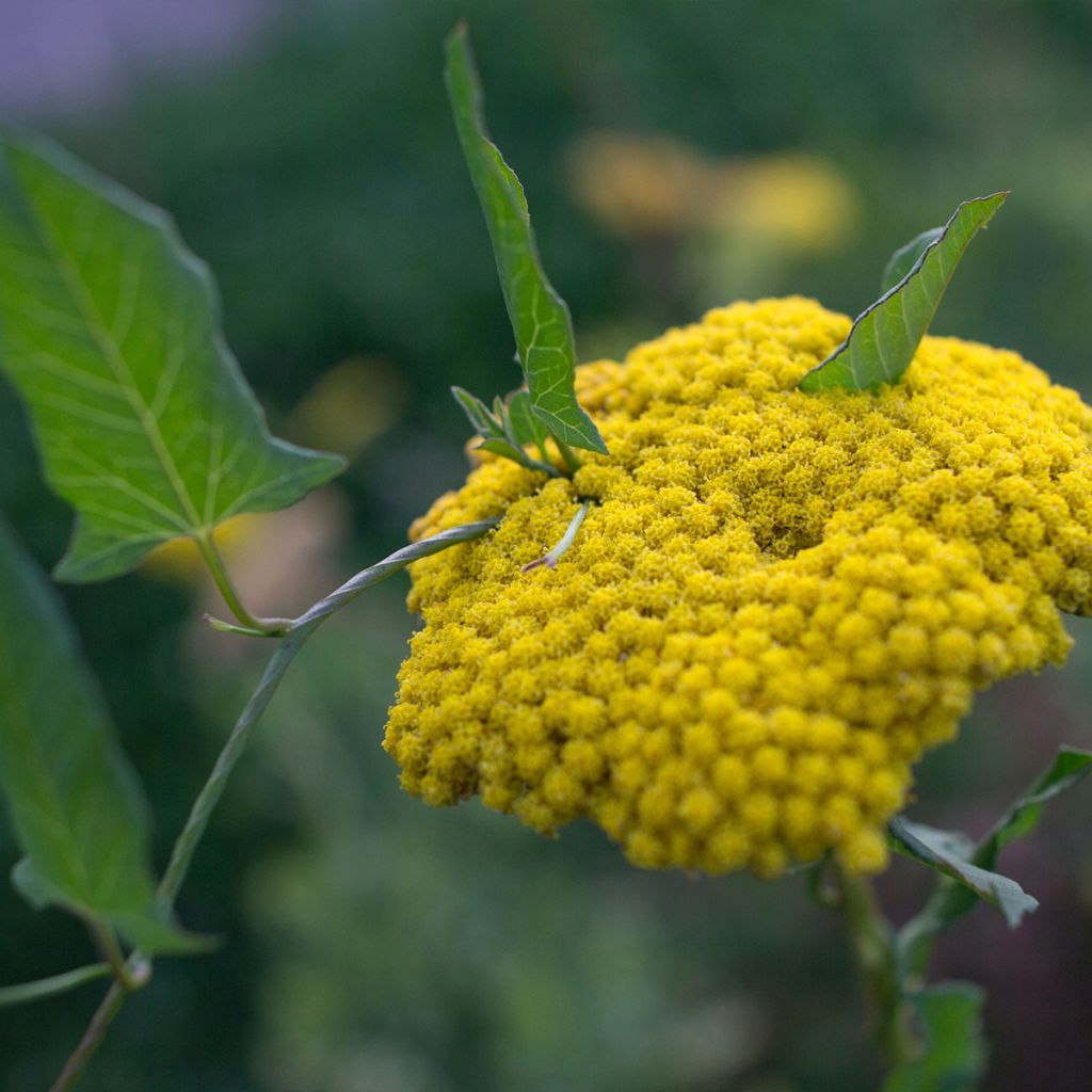 Achillea clypeolata - Achillée 