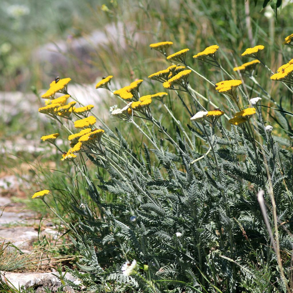 Achillea clypeolata - Achillée 