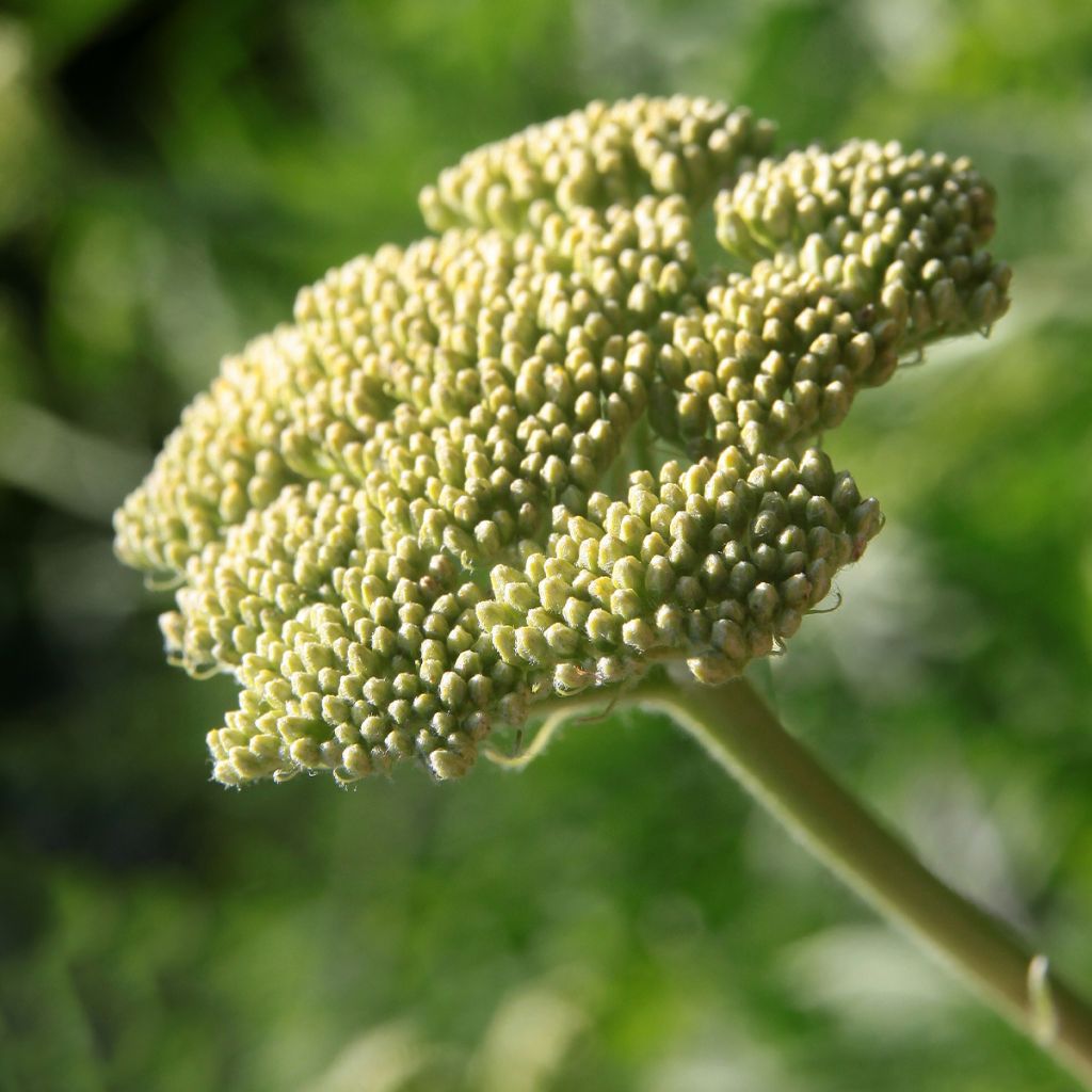 Achillea clypeolata - Achillée 