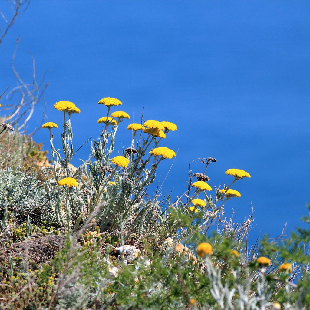 Achillea clypeolata - Achillée 