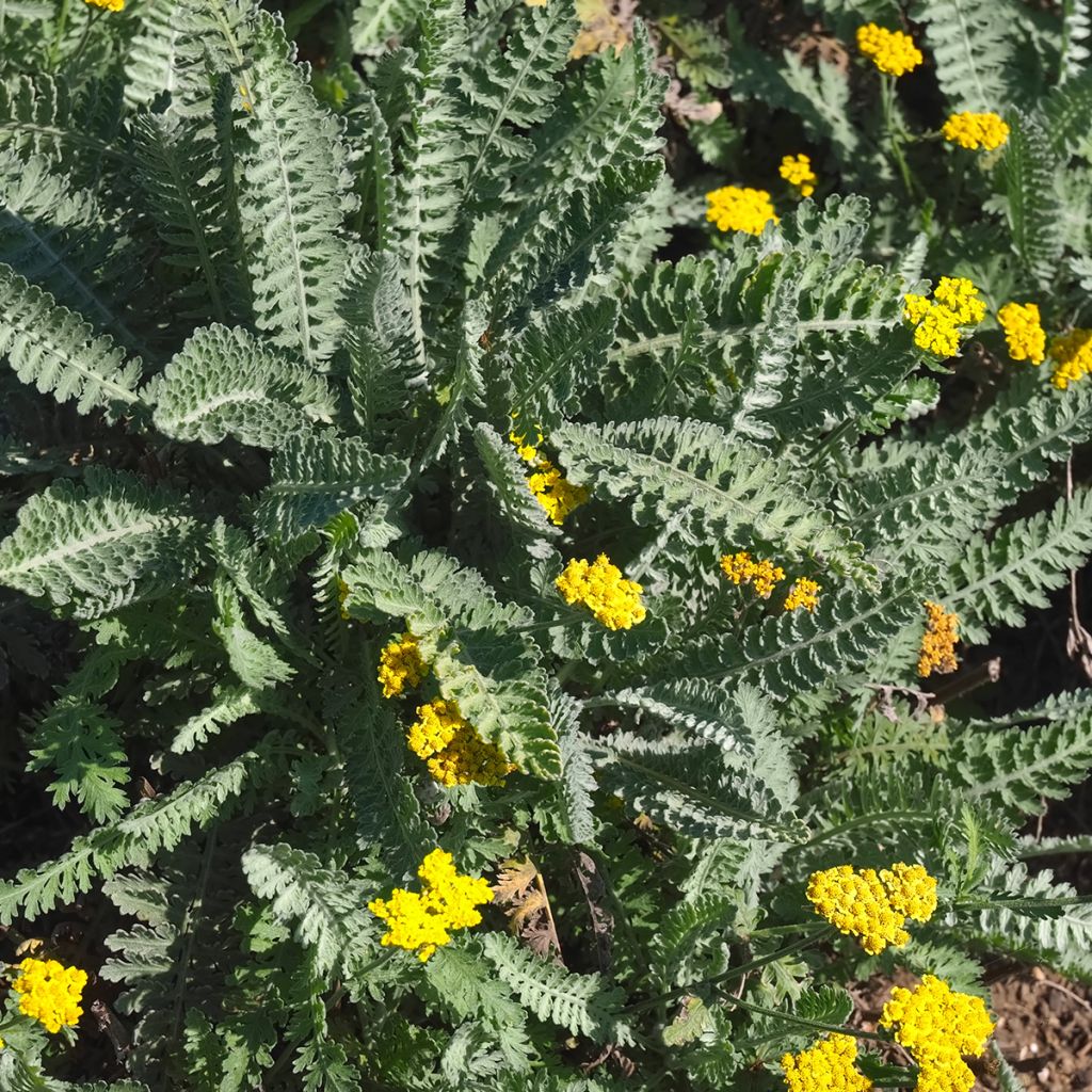 Achillea clypeolata - Achillée