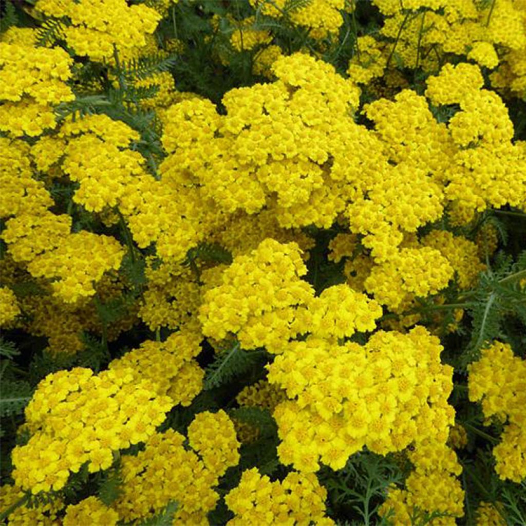 Achillea hybride Little Moonshine