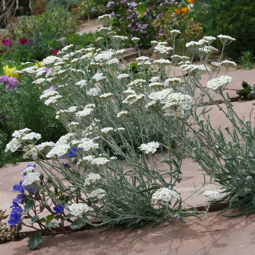 Achillea kellereri - Achillée