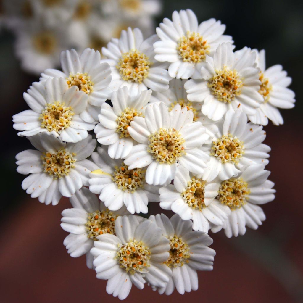 Achillea kellereri - Achillée