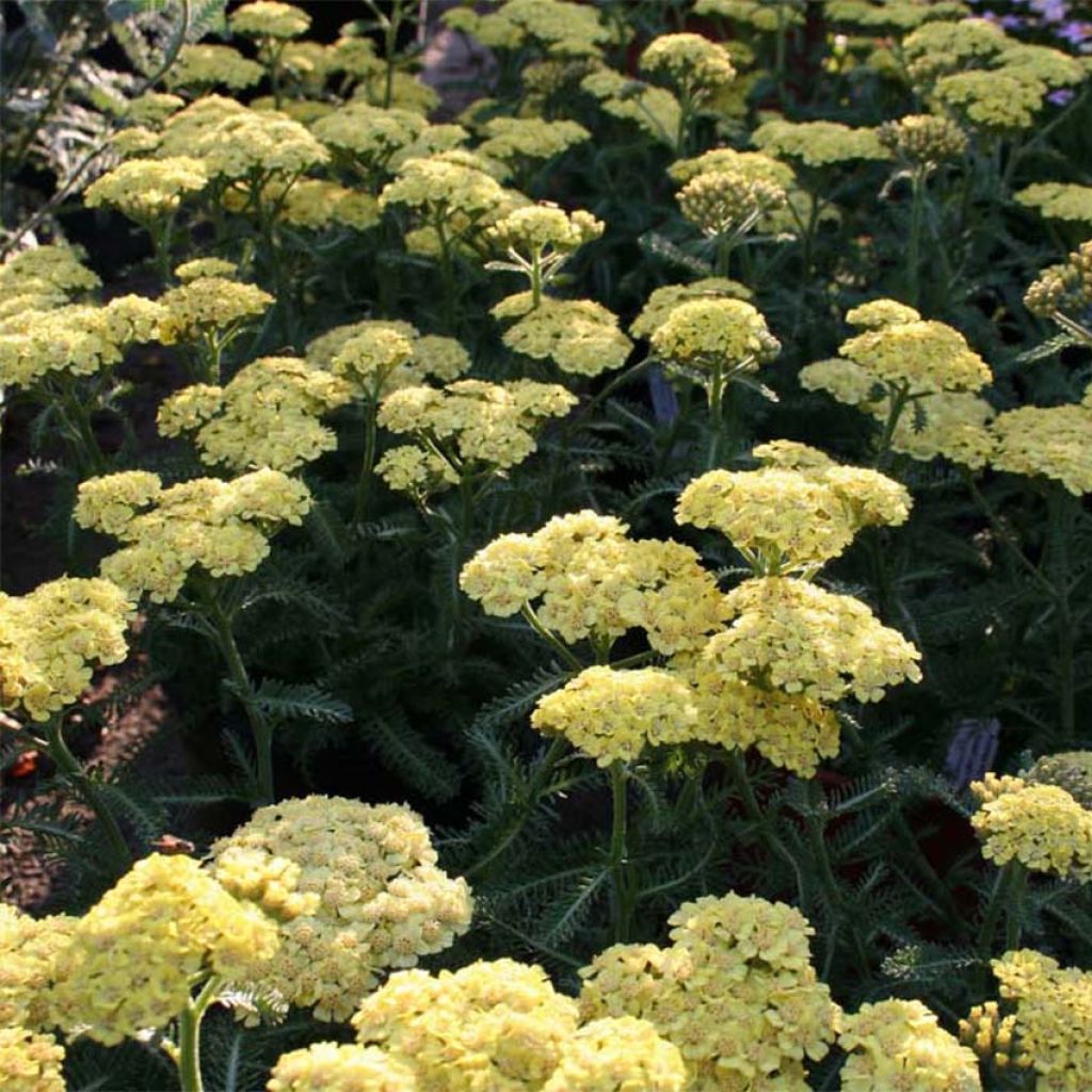 L'achillée millefeuille au jardin en permaculture