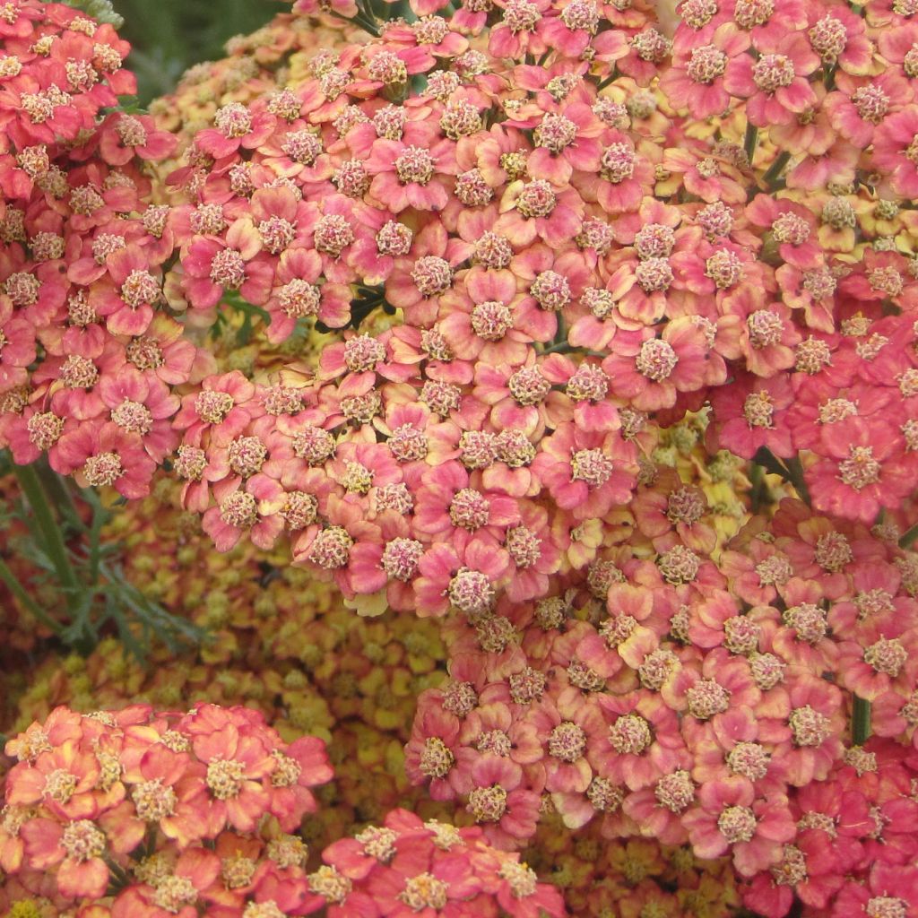 Achillea millefolium Pretty Woman - Achillée millefeuille