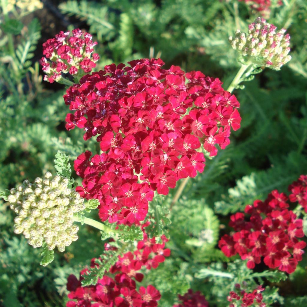 Achillea millefolium Pomegranate - Achillée millefeuille grenat