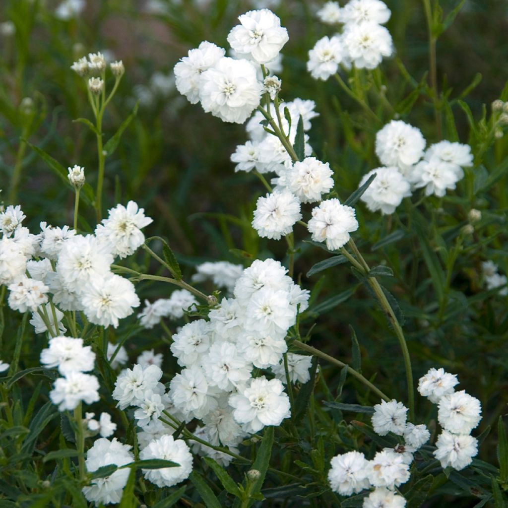 Achillea ptarmica Boule de Neige - Bouton d'argent