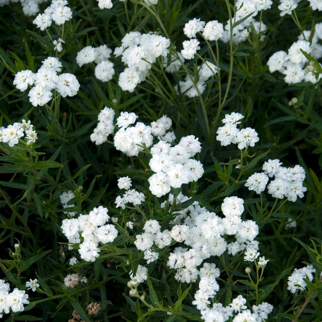 Achillea ptarmica Boule de Neige - Bouton d'argent