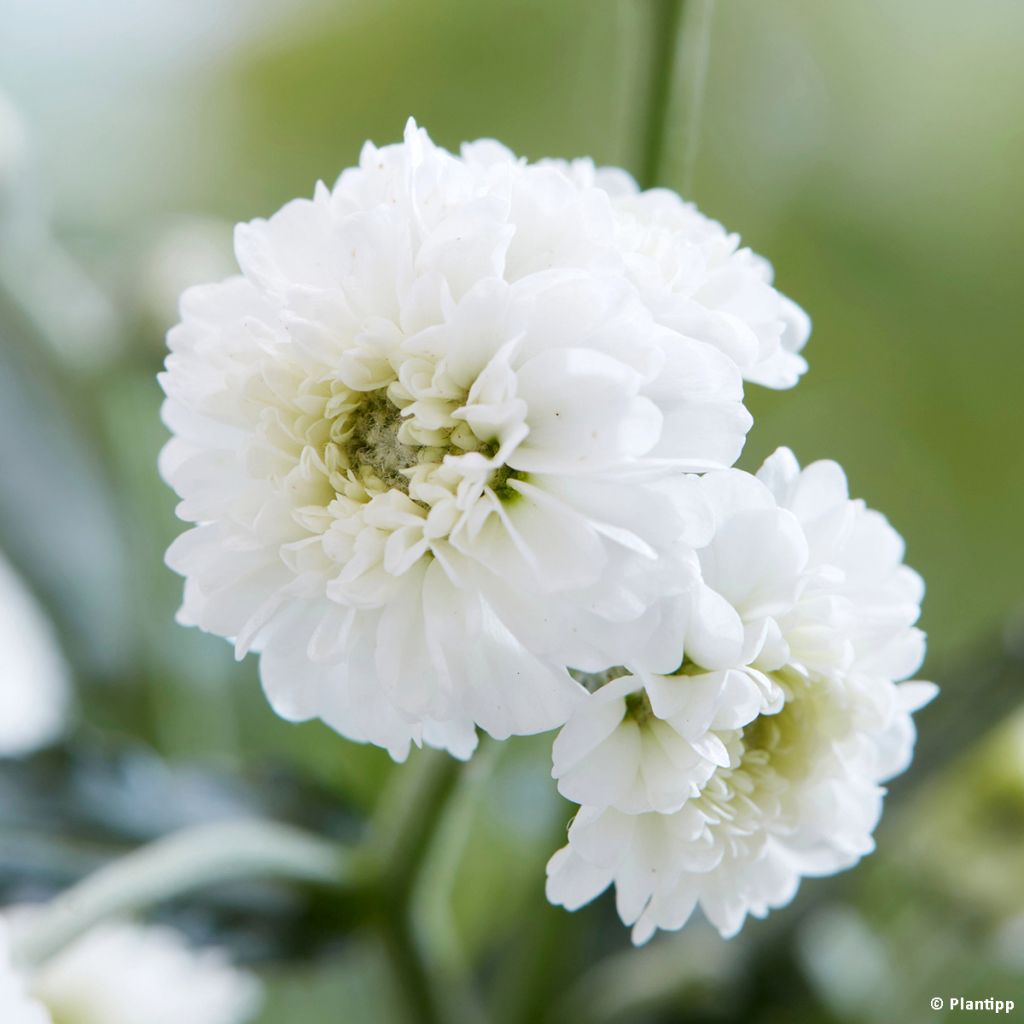 Achillea ptarmica Diadem - Bouton d'argent