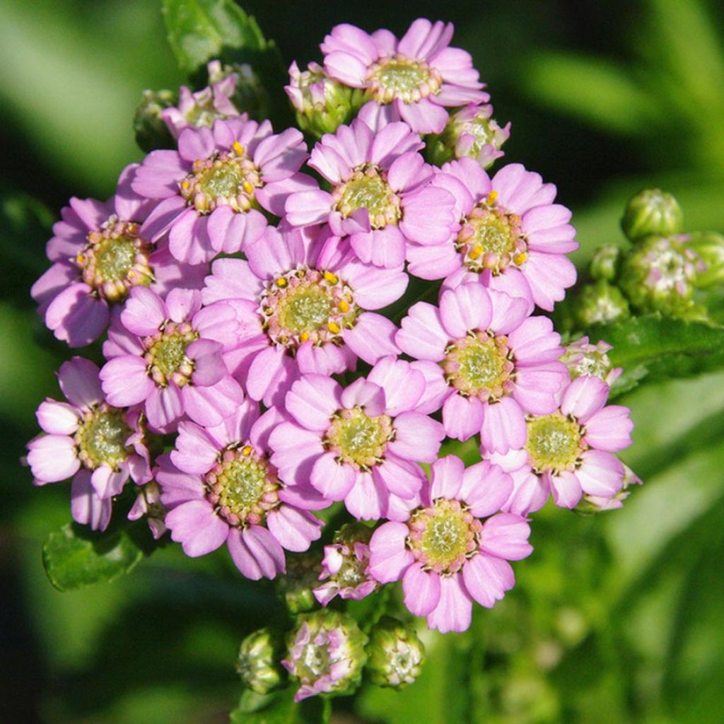 Achillée, Achillea sibirica var. camtschatica Love Parade