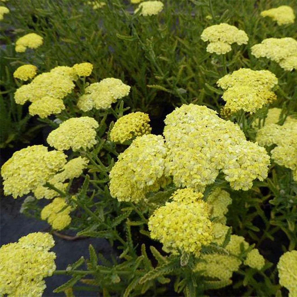 Achillée taygetea - Achillea taygetea