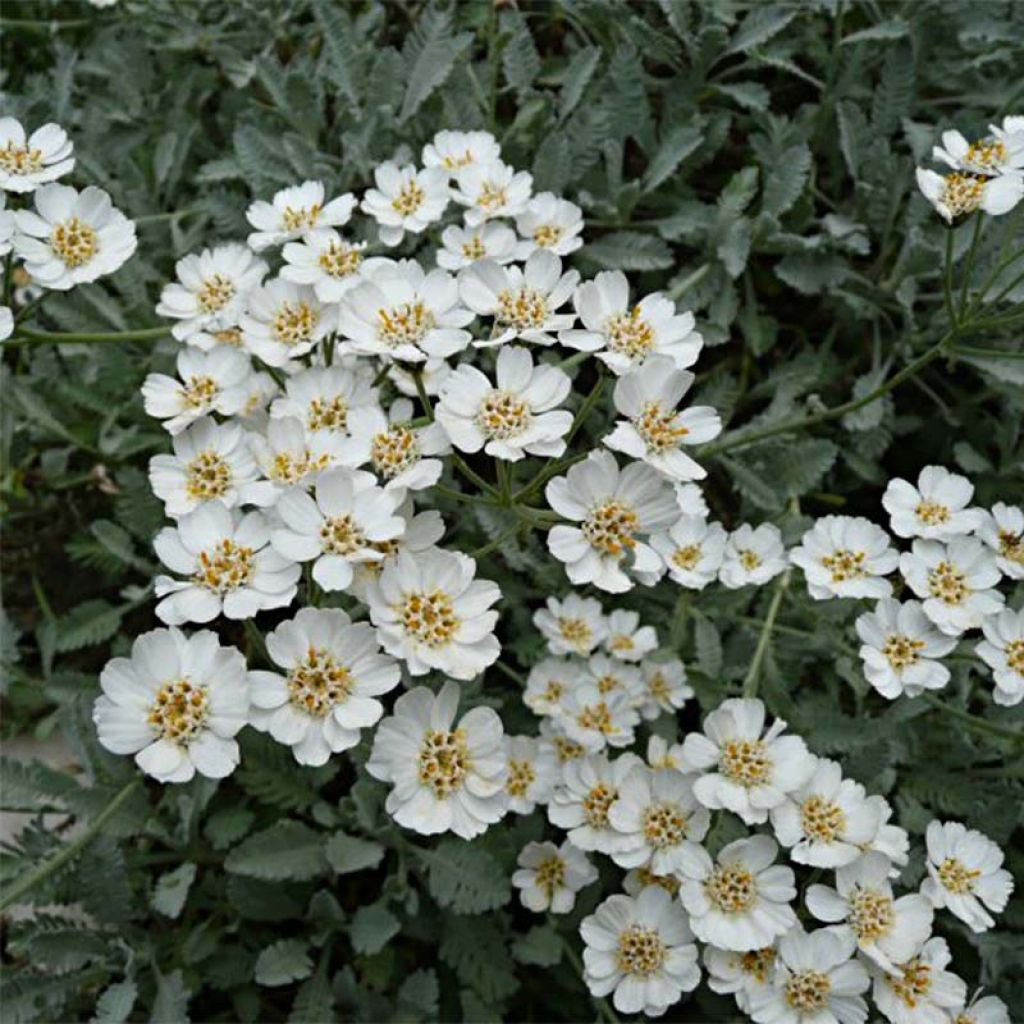 Achillea umbellata - Achillée