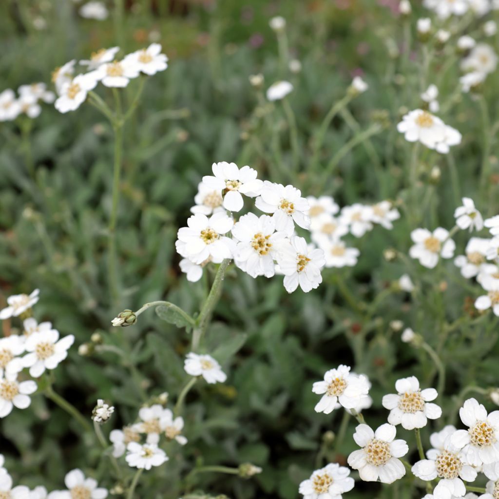 Achillea umbellata - Achillée