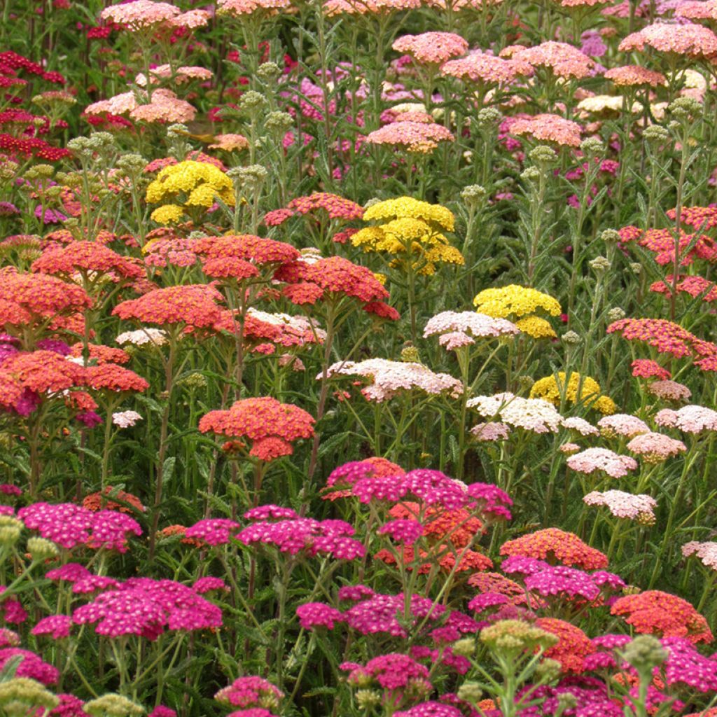 Graines d'Achillée millefeuille Summer Pastels F2 en mélange
