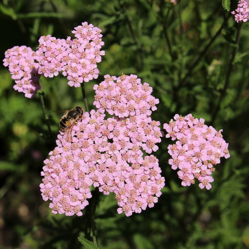 Achillée - Achillea asplenifolia