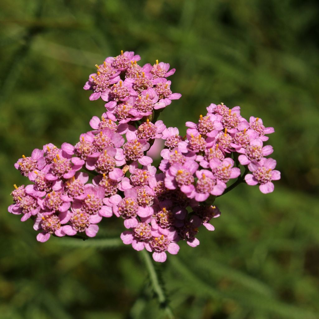 Achillée - Achillea asplenifolia