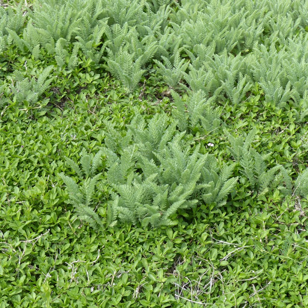 Achillée - Achillea crithmifolia