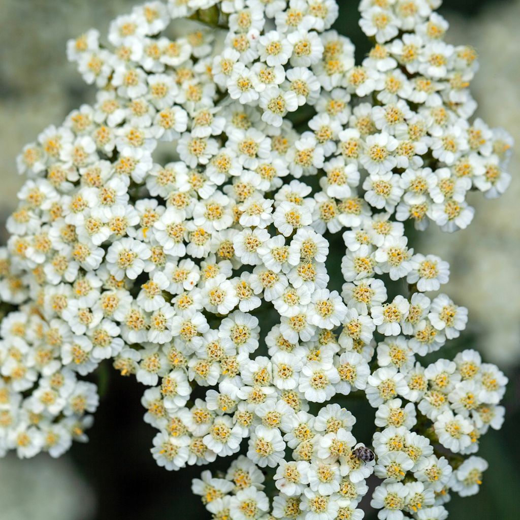 Achillée - Achillea crithmifolia