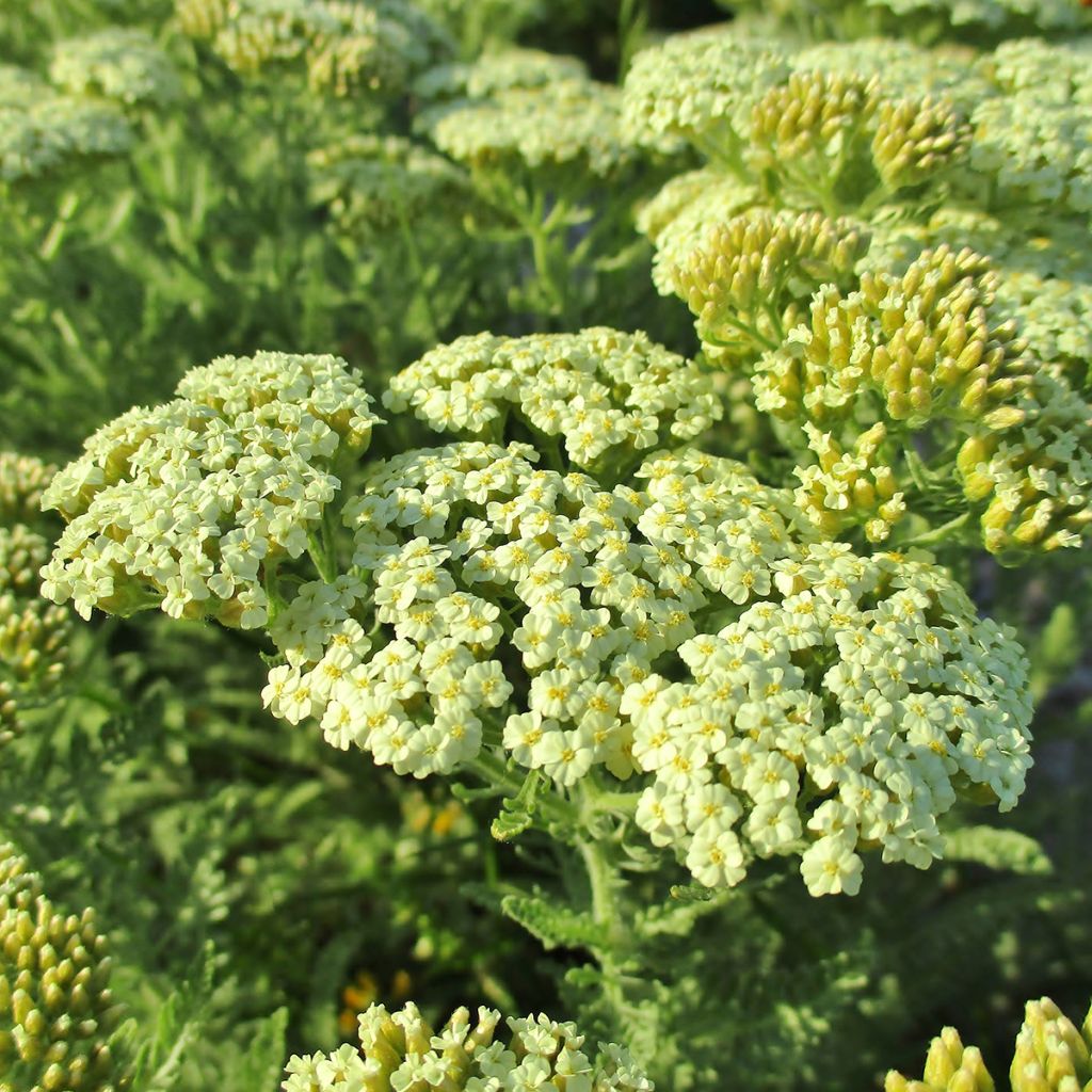 Achillée - Achillea crithmifolia