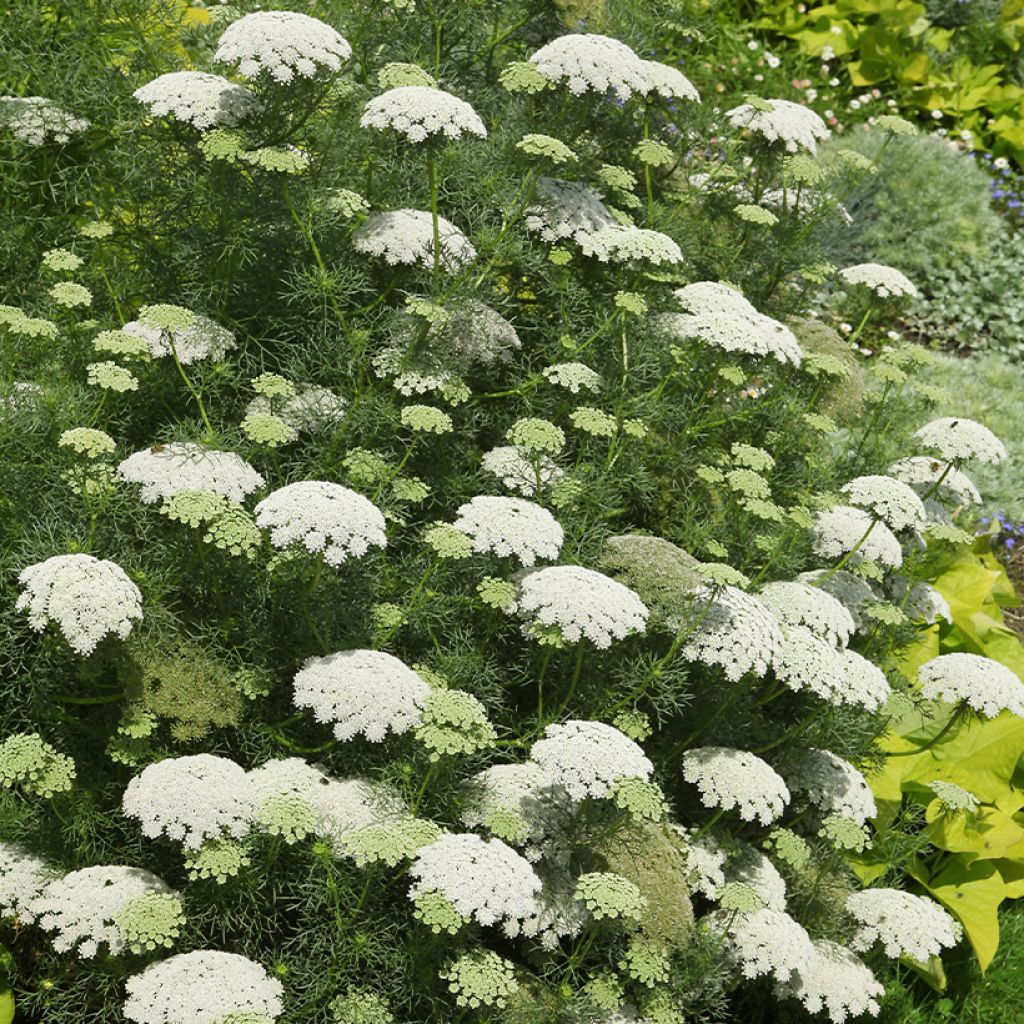 Achillée - Achillea crithmifolia