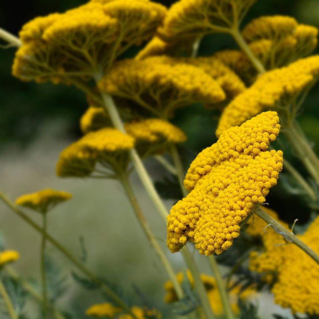 Achillée - Achillea filipendulina Parker's Variety