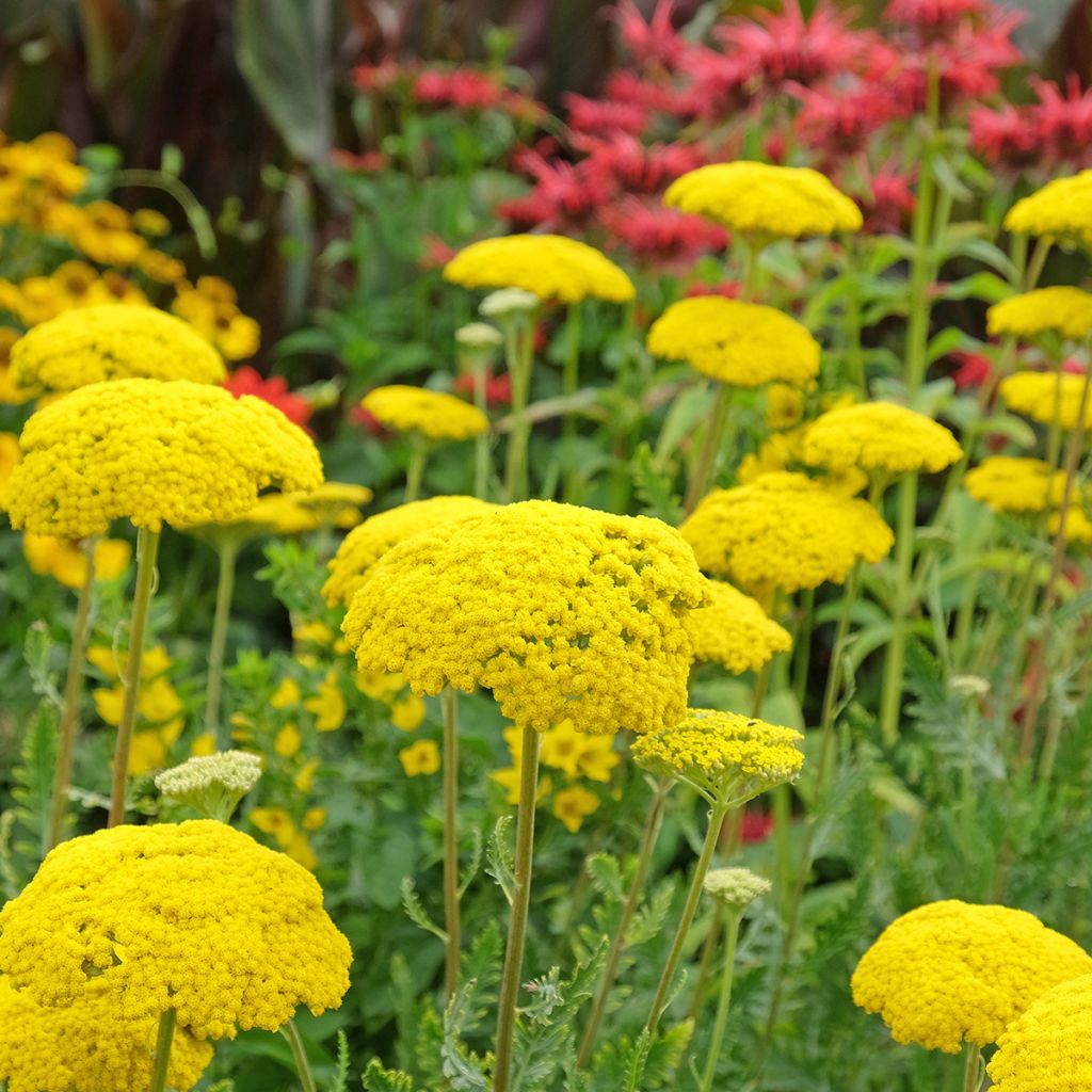 Achillée - Achillea filipendulina Parker's Variety