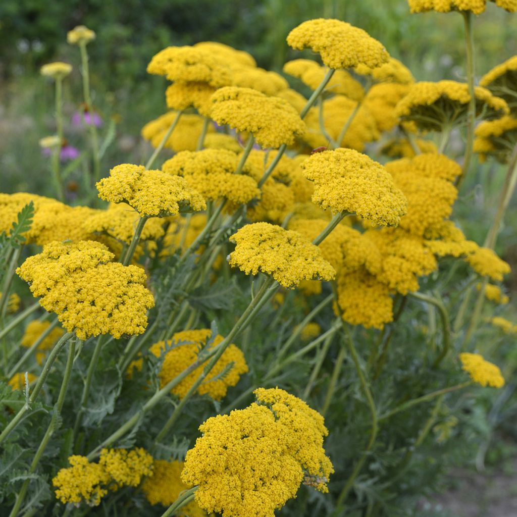 Achillée - Achillea filipendulina Parker's Variety