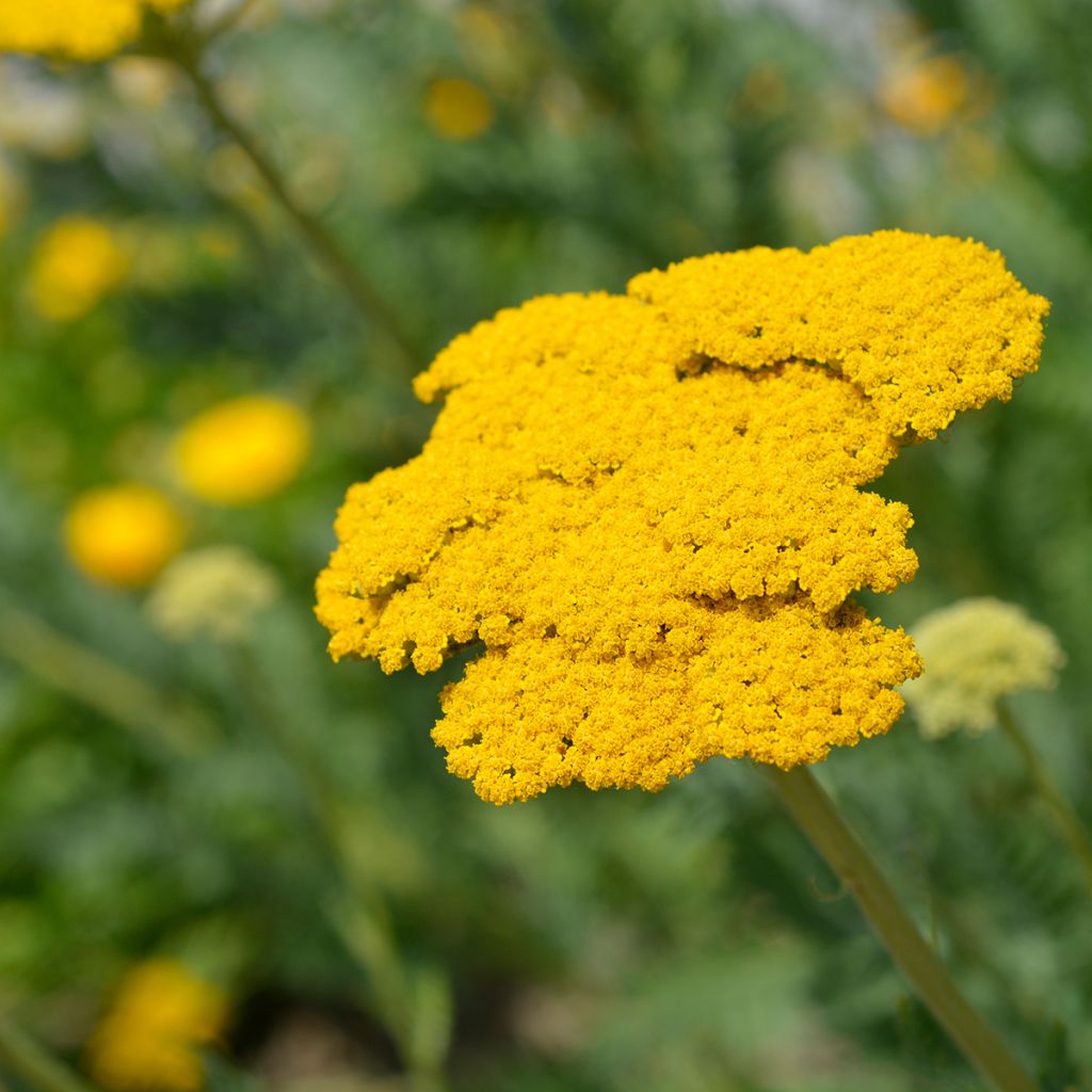 Achillée - Achillea filipendulina Parker's Variety