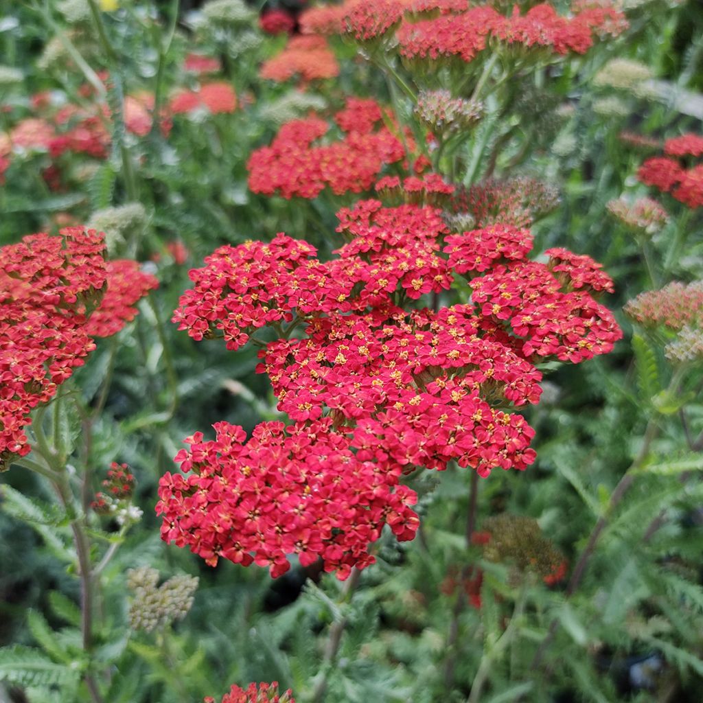 Achillée Walter Funcke - Achillea millefolium