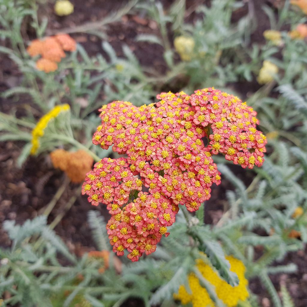 Achillée Walter Funcke - Achillea millefolium