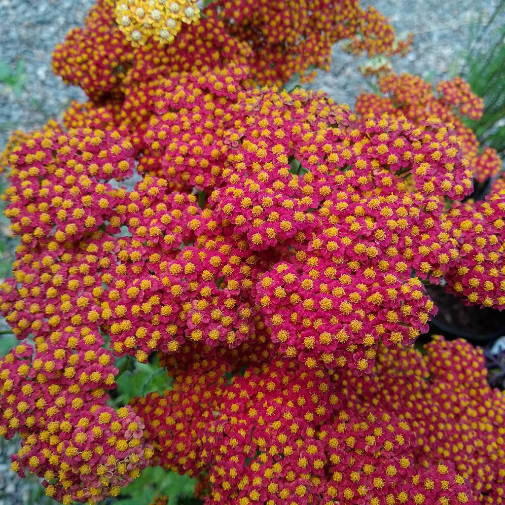 Achillée Walter Funcke - Achillea millefolium