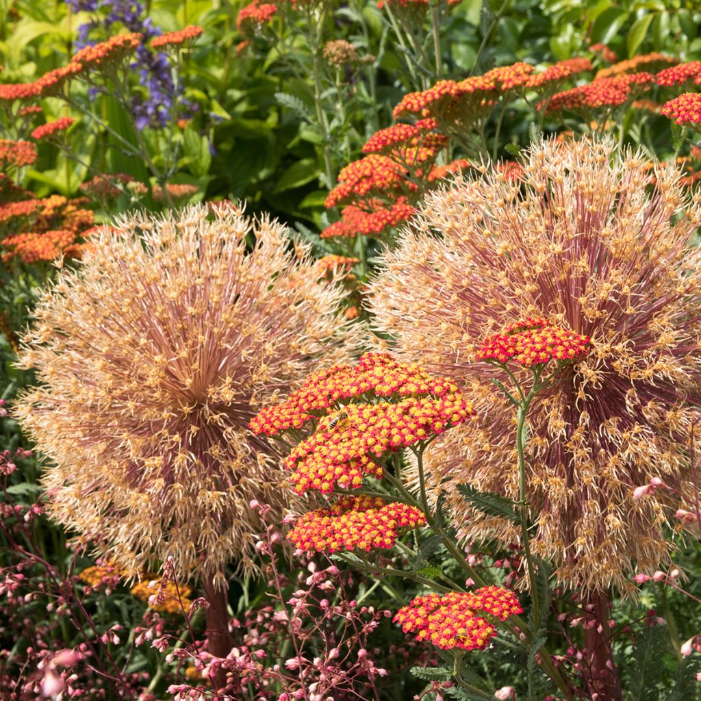 Achillée Walter Funcke - Achillea millefolium