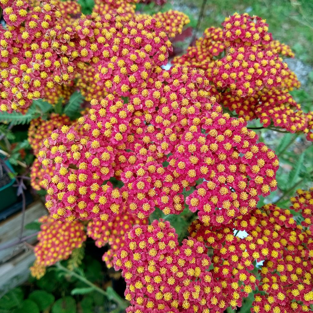 Achillée Walter Funcke - Achillea millefolium