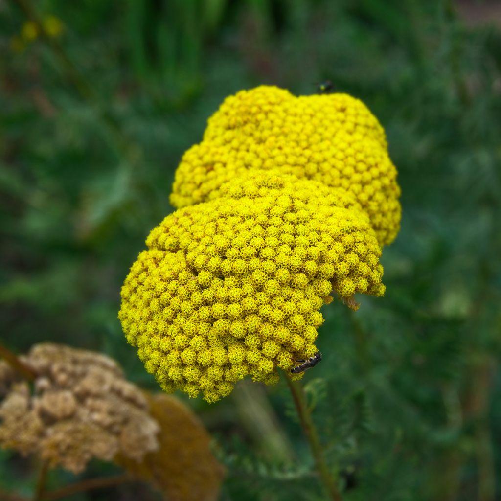 Achillée filipendulina Cloth of Gold