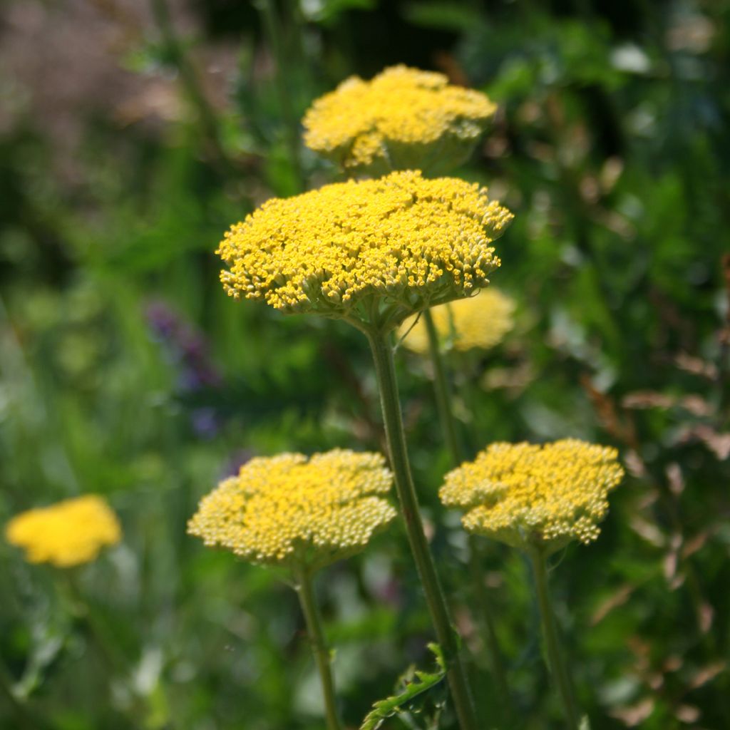 Achillée filipendulina Cloth of Gold