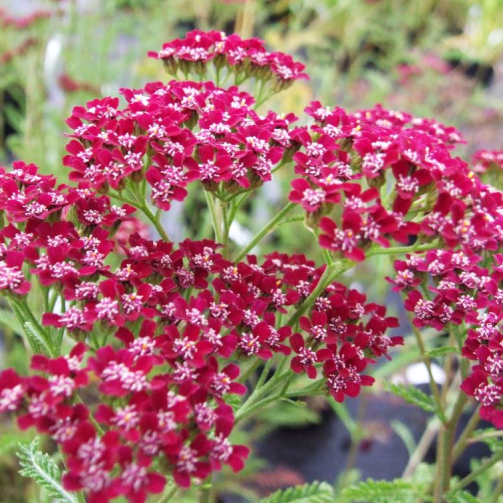 Achillée millefeuille Cassis - Achillea millefolium