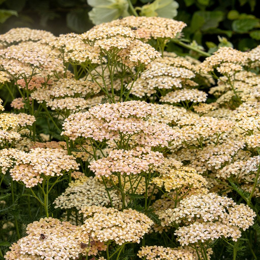 Achillée millefeuille (fleurs) non-biologique - A fleur de vie