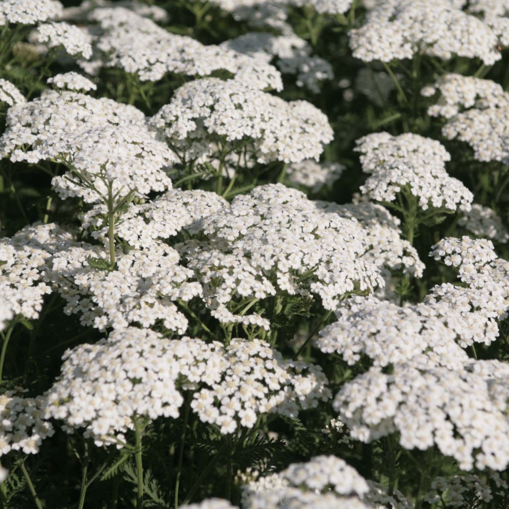 Achillea millefolium 'White Beauty' - Vente Achillée millefeuille blanche