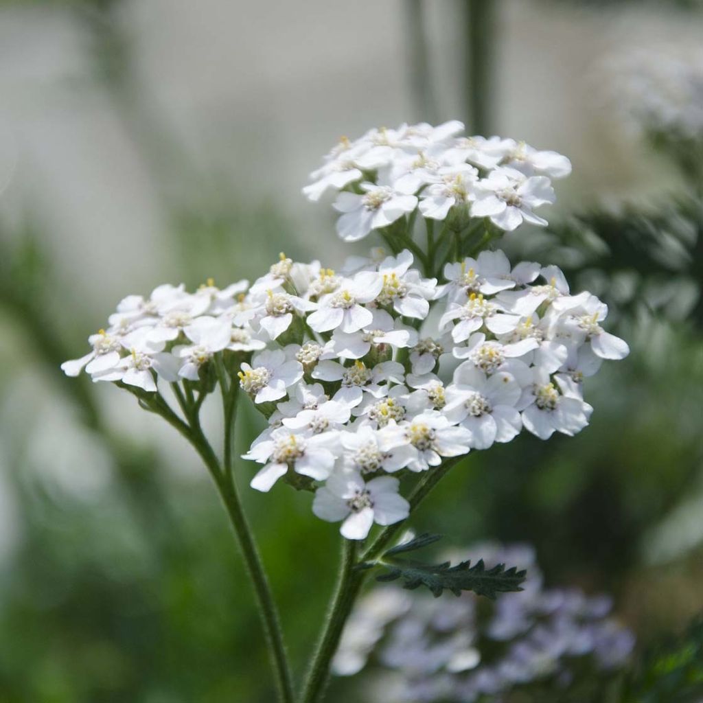 Achillea millefolium 'White Beauty' - Vente Achillée millefeuille blanche