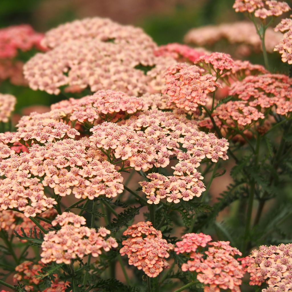 Achillée millefeuilles Apricot Delight (Tutti frutti) - Achillea millefolium