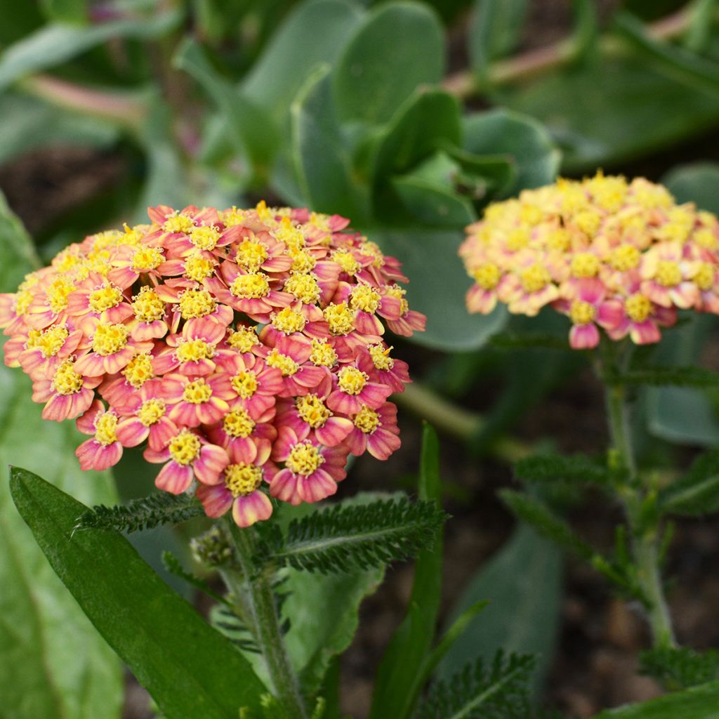 Achillée millefeuilles Apricot Delight (Tutti frutti) - Achillea millefolium