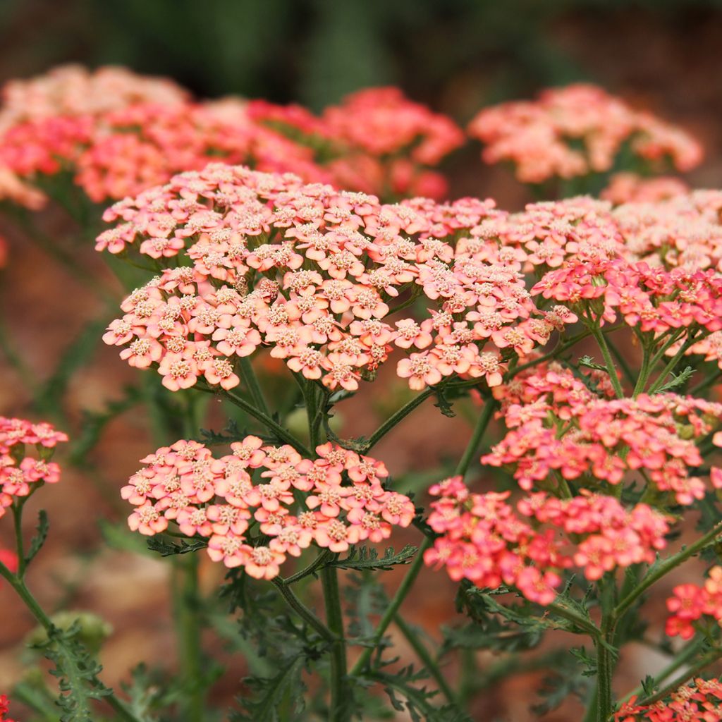 Achillée millefeuilles Apricot Delight (Tutti frutti) - Achillea millefolium