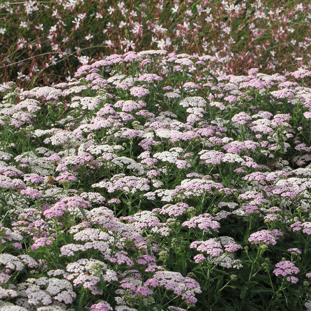 Achillée millefolium Apfelblute (Apple Blossom)