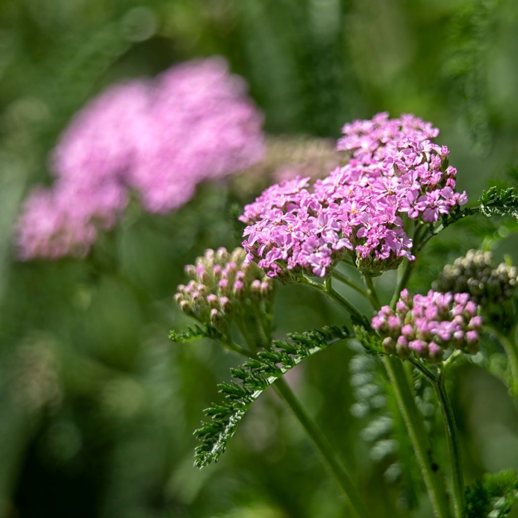 Achillée millefolium Cerise Queen