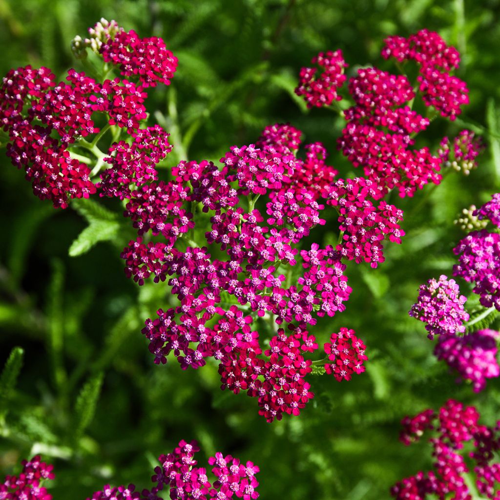 Achillée millefolium Cerise Queen