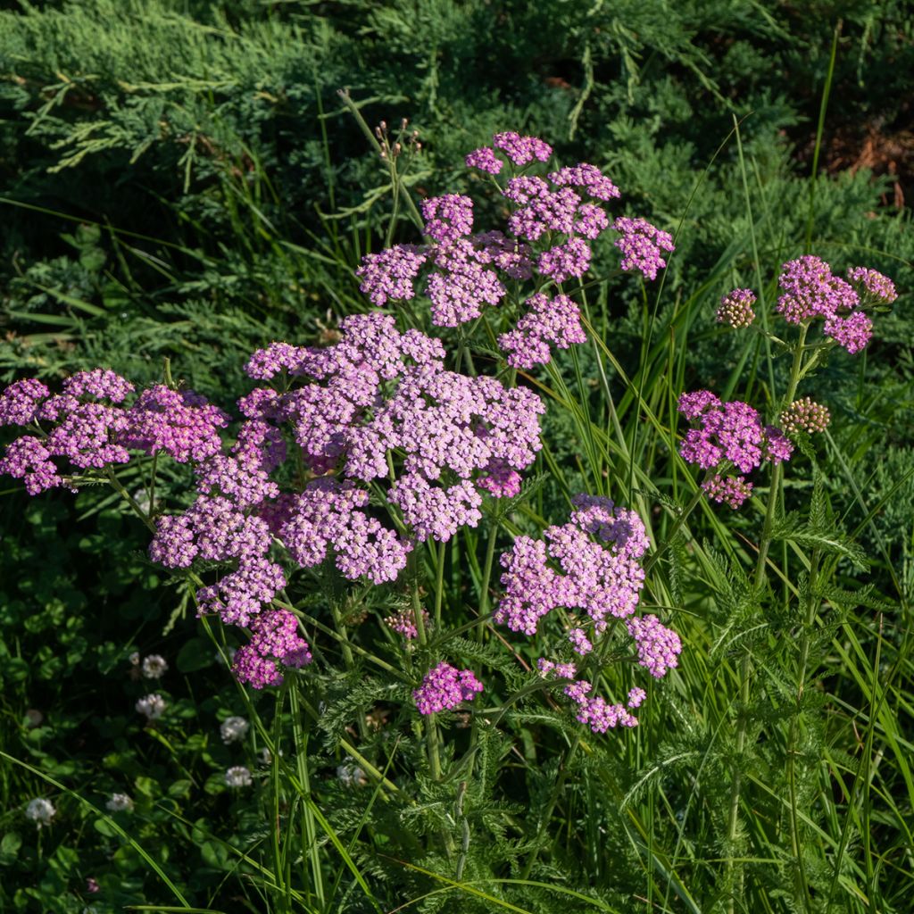 Achillée millefolium Cerise Queen