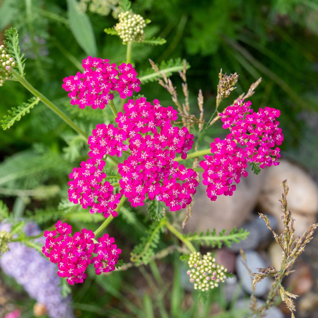 Achillée millefolium Cerise Queen